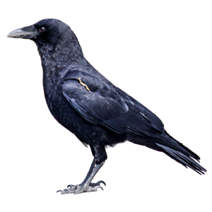 Raven PNG-71468